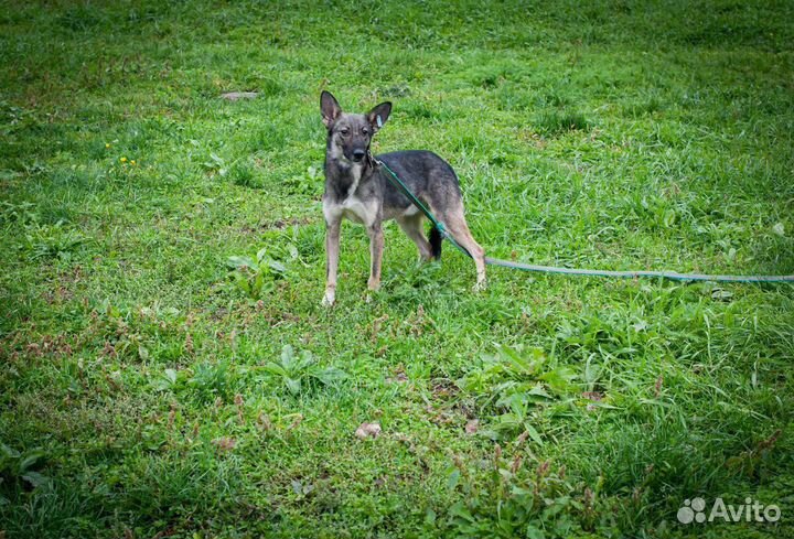 Собака из приюта в добрые руки