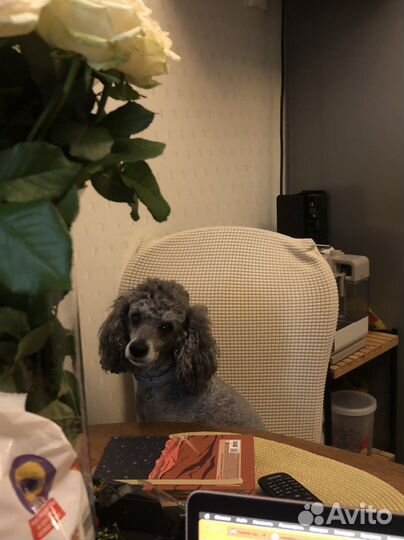 Выгул собак