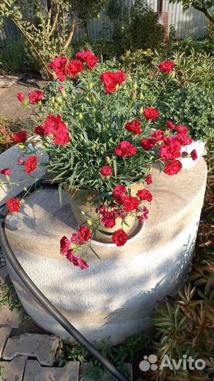 Гвоздика ампельная