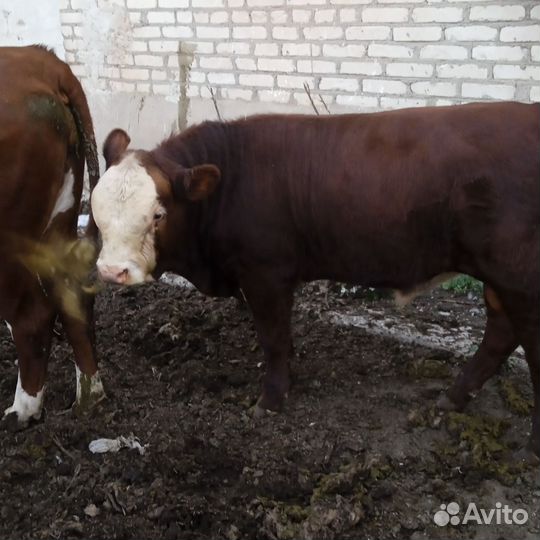 Быки на племя