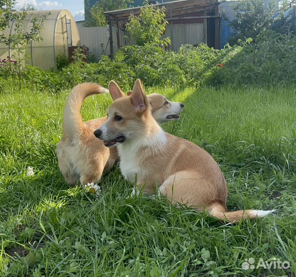 Вельш корги пемброк