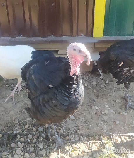 Индюки, индюшки