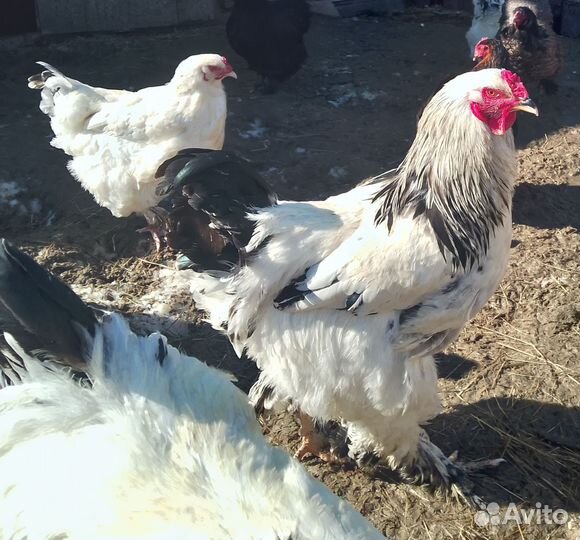 Петух брама