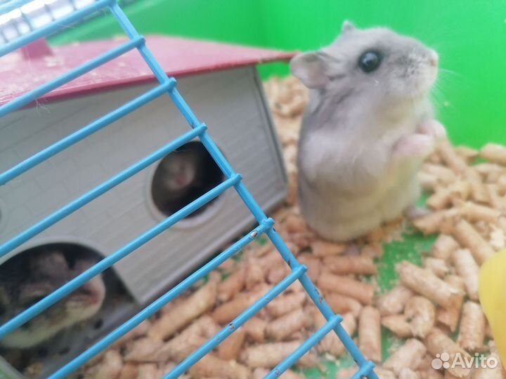 Джунгарский хомяк