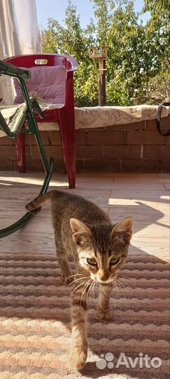 Отдам котёнка в добрые руки
