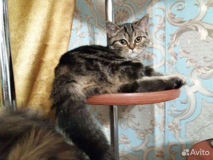 Мраморные шотланские котята