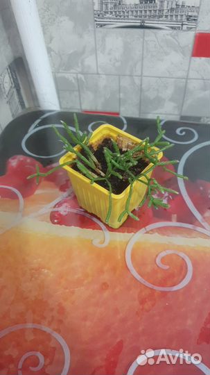 Комнатные растения