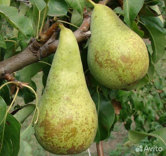 Саженцы груши Конференция