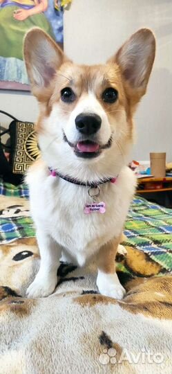 Адресник, брелок для животных