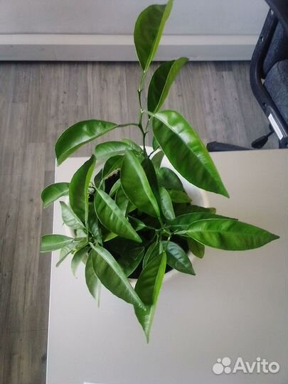 Мандариновый куст