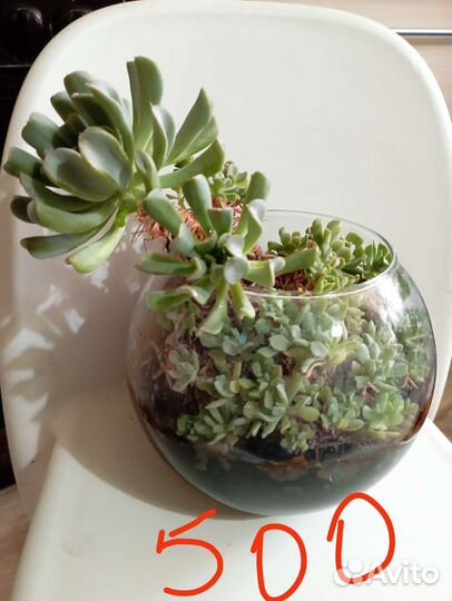Комнатные цветы (кактусы, суккуленты)