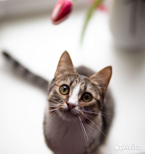 Котенок в добрые руки