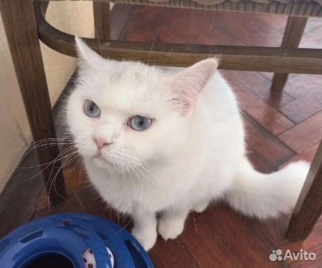 Лара в поисках идеального дома