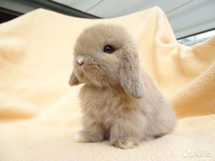 Продам дикоративных кроликов(бараны)