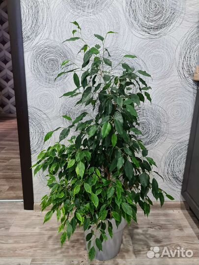 Фикус бенджамина большой