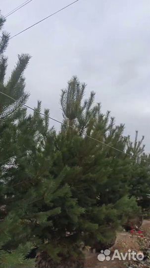 Сосна обыкновенная 197см