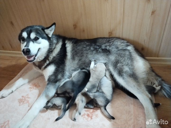 Щенки сибирской хаски