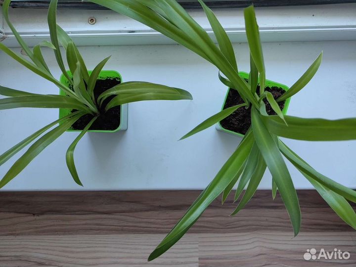 Комнатные цветы