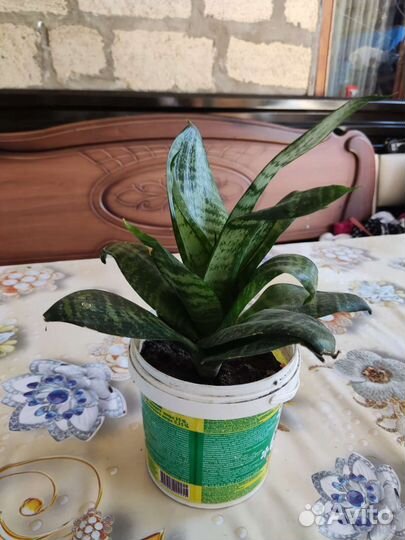 Сансевиерия