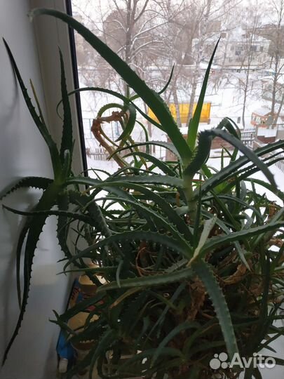 Алоэ столетник