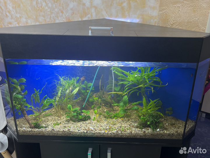 Аквариум
