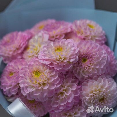 Букеты из георгин Георгины Цветы Доставка