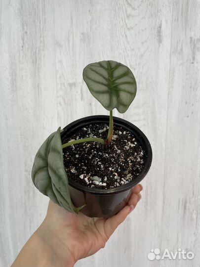 Алоказия сильвер дракон