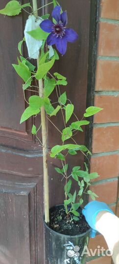 Клематис махровый Temptation