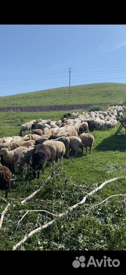 Курдючные бараны овцы