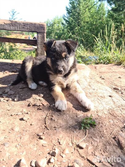 Щенок в добрые руки