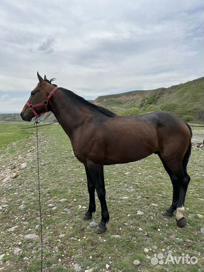 Карачаевский жеребец