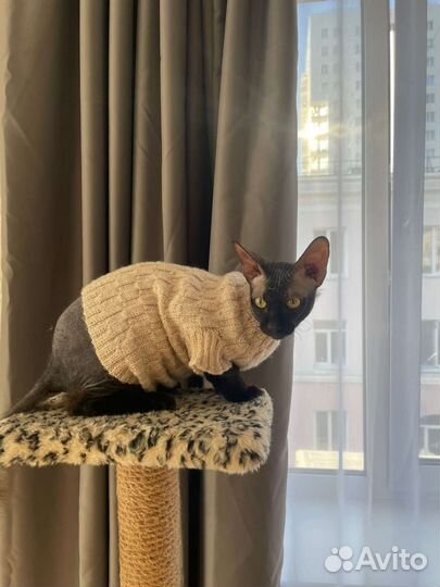 Одежда для котов