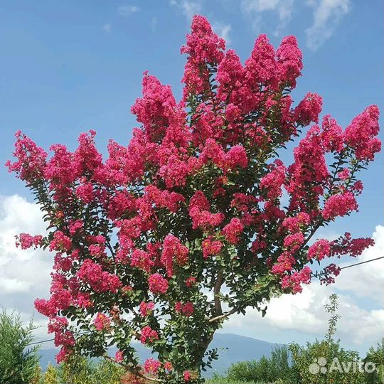 Сирень Красная Москва, саженцы от 55см