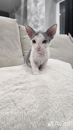 Донской сфинкс браш котята