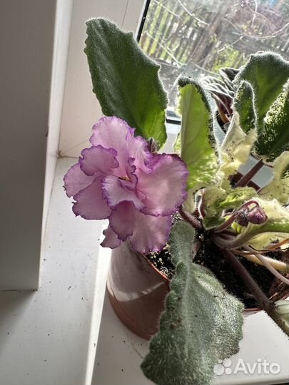 Фиалка обмен