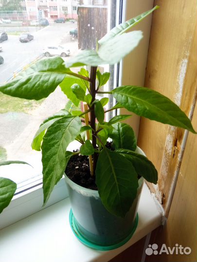 Джинура прокумбес (листья Бога)