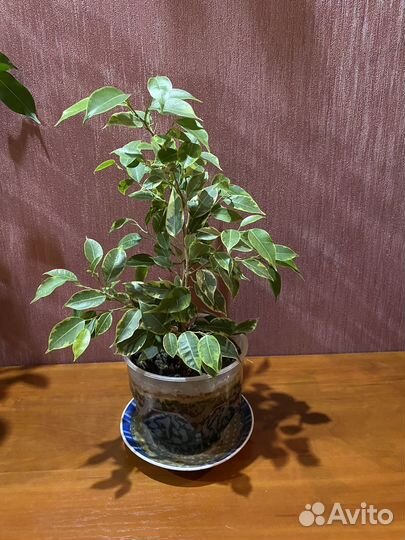 Фикус бенджамина