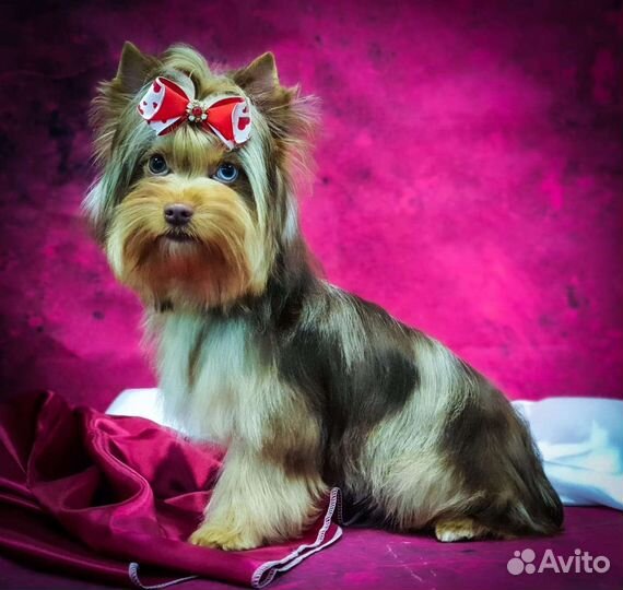 Вязка йорк шокомерле