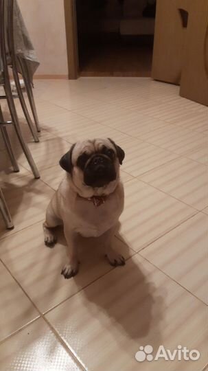 Щенки мопса