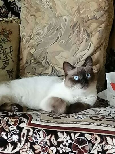 Сиамская