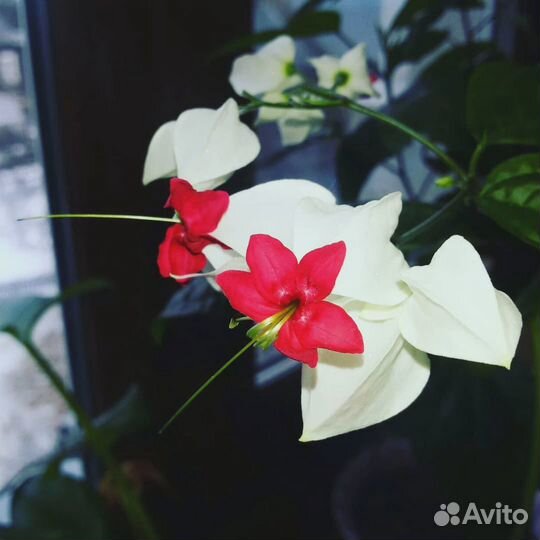 Клеродендрум госпожи Томпсон