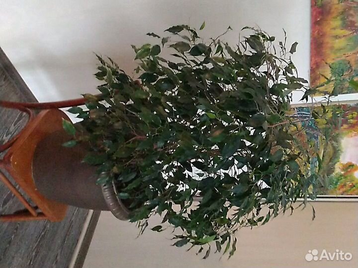 Дерево. В большом горшке