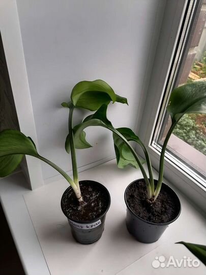 Спатифиллум, Эухарис