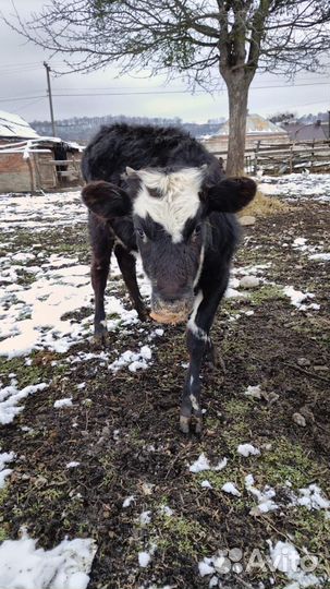 Телята девочки