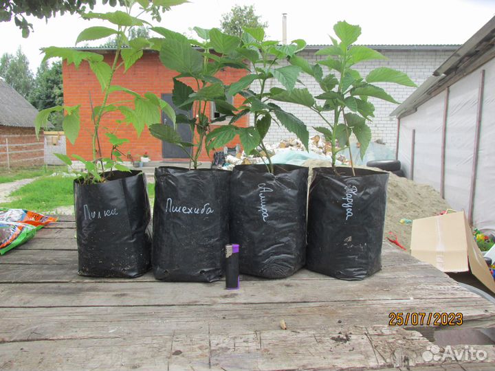 Малина ремонтантная. Саженцы с зкс