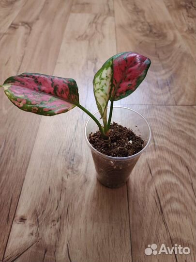 Детки Аглаонемы