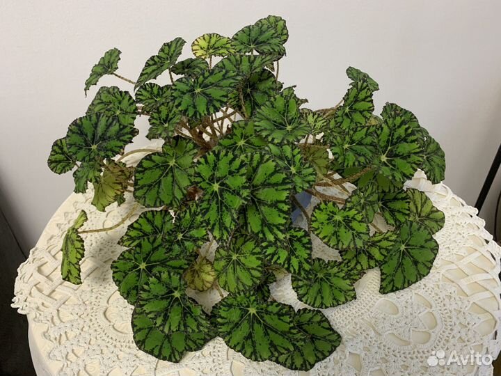 Бегония королевская