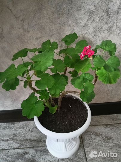 Пеларгония