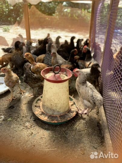 Цыплята 2-3 мес