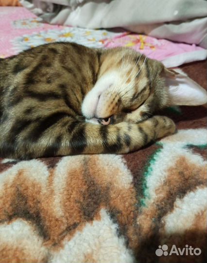 Передержка кошек